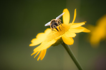 Schwebfliege sietzt auf gelber Blume