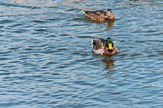 Male and female Mallard ducks swinning in the backwaters of a North Atlantic barrier island, partners for life