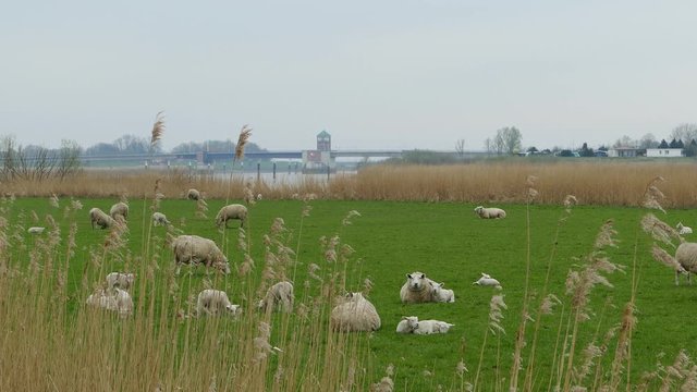 Schafe in Leer Ostfriesland an der Ems 