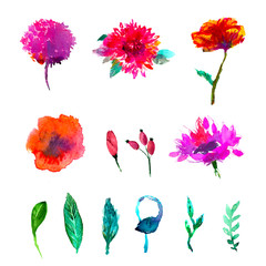 floral set. Collection with leaves.Spring or summer design for invitation, wedding or greeting cards.