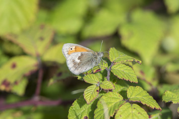 A Small Heath butterfly basking at Rye Harbour Nature Reserve, Kent, England.