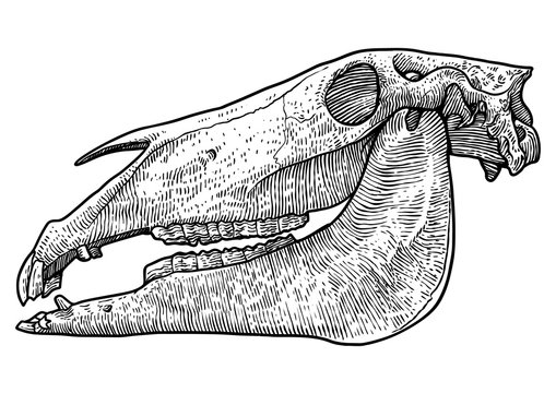 Horse skull illustration, drawing, engraving, ink, line art, vector