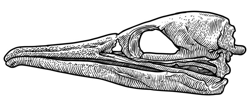 Bird skull illustration, drawing, engraving, ink, line art, vector