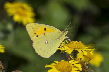 A male Clouded Yellow butterfly feeding on fleabane at Rye Harbour Nature Reserve, Kent, England.