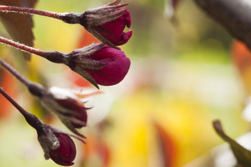 Spring Apple Tree Blossom Blooming