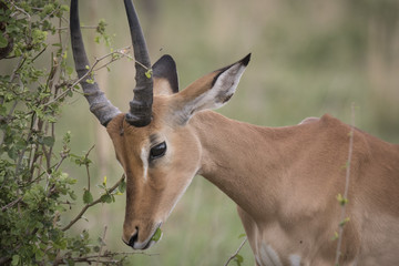 Closeup of Male Impala