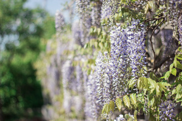 Wisteria. Spring lilac flower. Blooming garden. Warm spring.