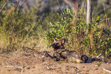 African wild dog in Kruger National park, South Africa