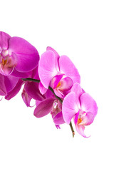 Fototapeta na wymiar orchid pink flower