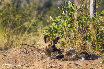 African wild dog in Kruger National park, South Africa