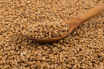 Obraz premium Wheat grain on white
