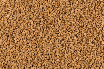 whole background of wheat grain