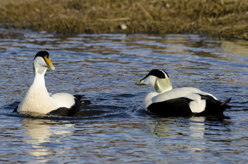 Eider à duvet, male et femelle,.Somateria mollissima, Common Eider