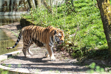 Tiger - Panthera tigris