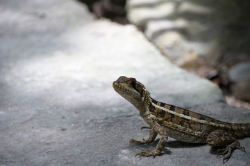 Iguana sunning himself on a rock