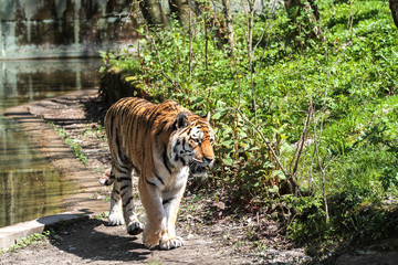 Tiger - Panthera tigris