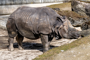 Obraz premium Nashorn - Rhinozeros - Rhinoceros unicornis