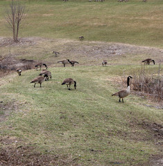 Geese by a Minnesota Lake Early Spring