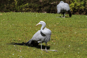 Paradieskranich - Anthropoides paradisea
