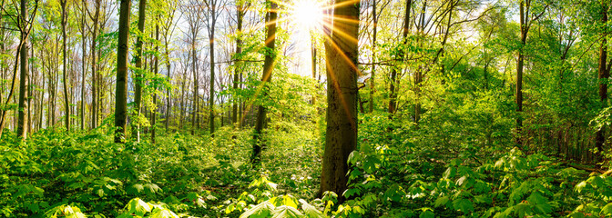 Wald im Frühling, Panorama mit durch Bäumen scheinender Sonne
