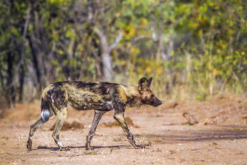African wild dog in Kruger National park, South Africa