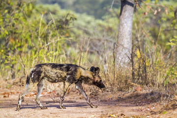 African wild dog in Kruger National park, South Africa