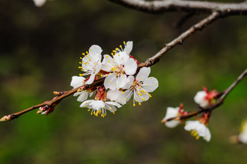 Branch of the blossoming apricot tree