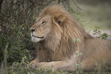 Proud Resting Male Lion