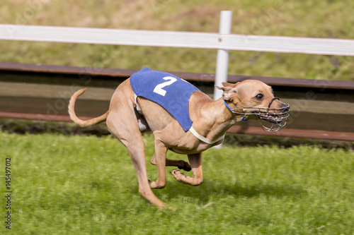 italiaanse windhond aan kop." stock photo and royalty-free images on