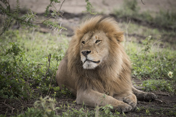 Proud Resting Male Lion, Serengeti