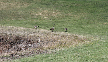 Geese by a Minnesota Lake Early Spring
