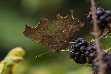 A Comma butterfly feeding on autumn fruits of a bramble (blackberry) bush.