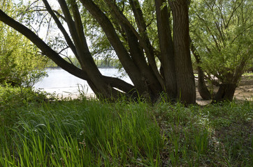 uferidylle am rhein bei worms-ilbersheim