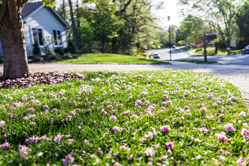 Macro closeup of cherry blossom sakura flower petals lying on grass in front yard of house