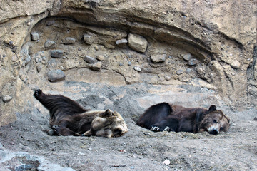Two Grizzly Bears Sleeping