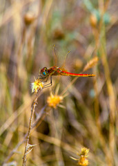 dragonfly