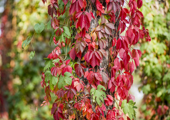 Obraz premium Red leaves of wild grapes
