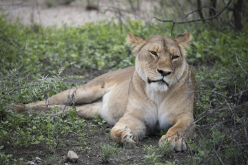 Fototapeta na wymiar Resting Lioness, Serengeti