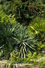 Yucca plant