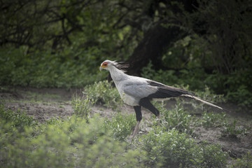 Secretary Bird,Tanzania