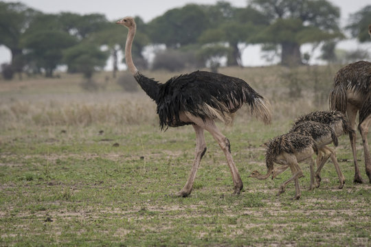 Ostrich Family, Tarangire