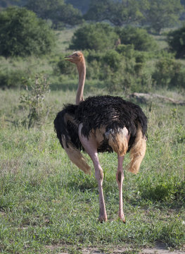 Ostrich, Tanzania