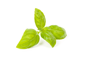 basil isolated