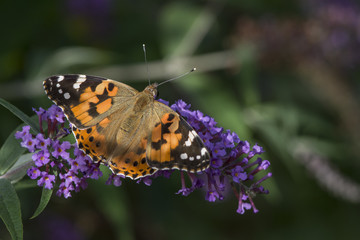 A Painted Lady butterfly feeding on the flowers of the butterfly bush (Buddleia).