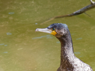 Cormorant - Phalacrocorax carbo