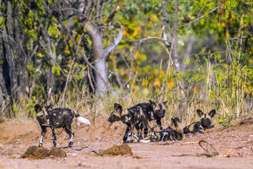 African wild dog in Kruger National park, South Africa