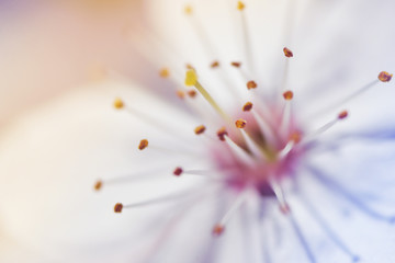 A cherry tree flower close-up.