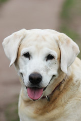 Golden retriever isolated 