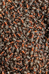 Many red forest ants.