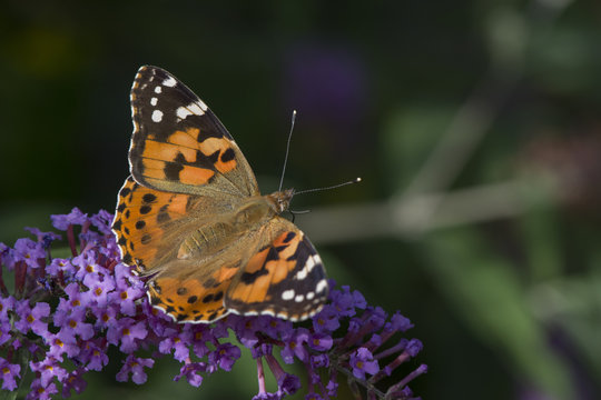 A Painted Lady butterfly feeding on the flowers of the butterfly bush (Buddleia).